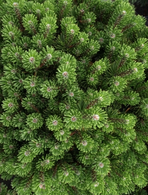 Sosna górska (Pinus mugo) Sherwood Compact